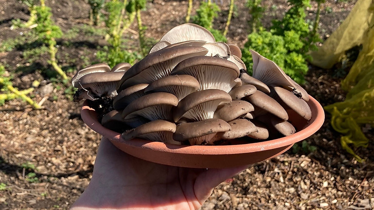 Outdoor Oyster Mushroom Growing Kit